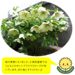 かわいいお花が咲きました